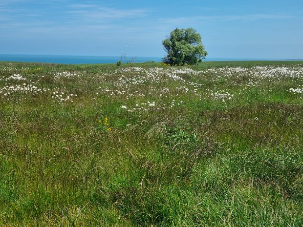 Longues sur Mer